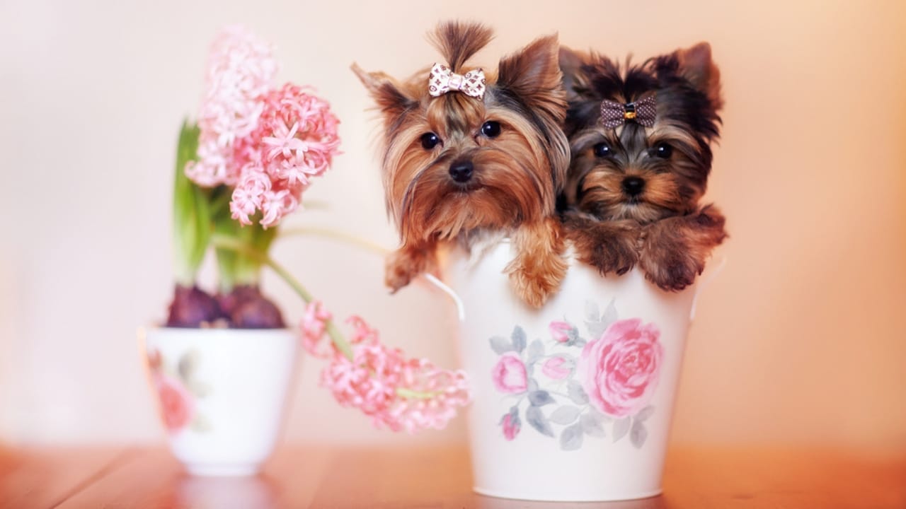 10 Adorable Teacup Dog Breeds - teacup dogs ss375690403