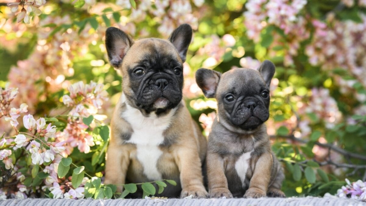 10 Adorable Teacup Dog Breeds - teacup french bulldog ss2313610613