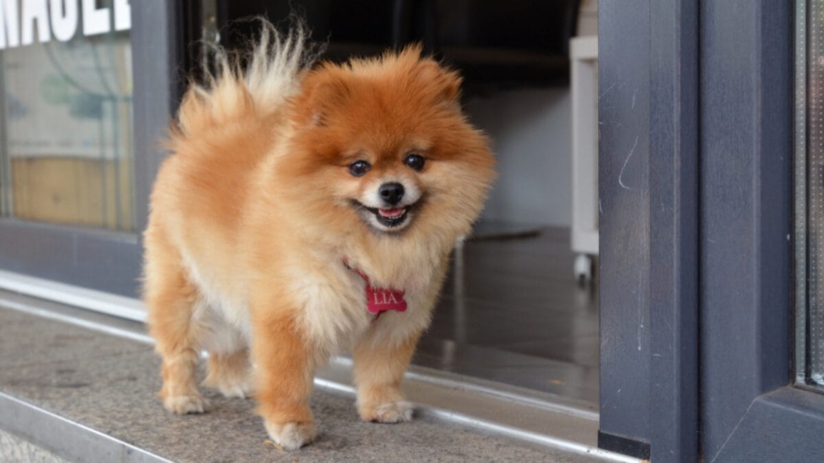 10 Adorable Teacup Dog Breeds - teacup pomeranian ss1473319043