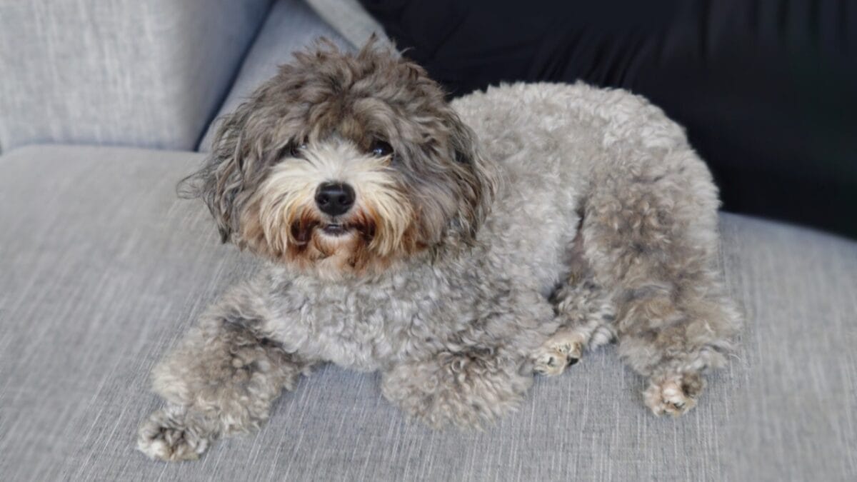 10 Adorable Teacup Dog Breeds - teacup poodle ss2170810721