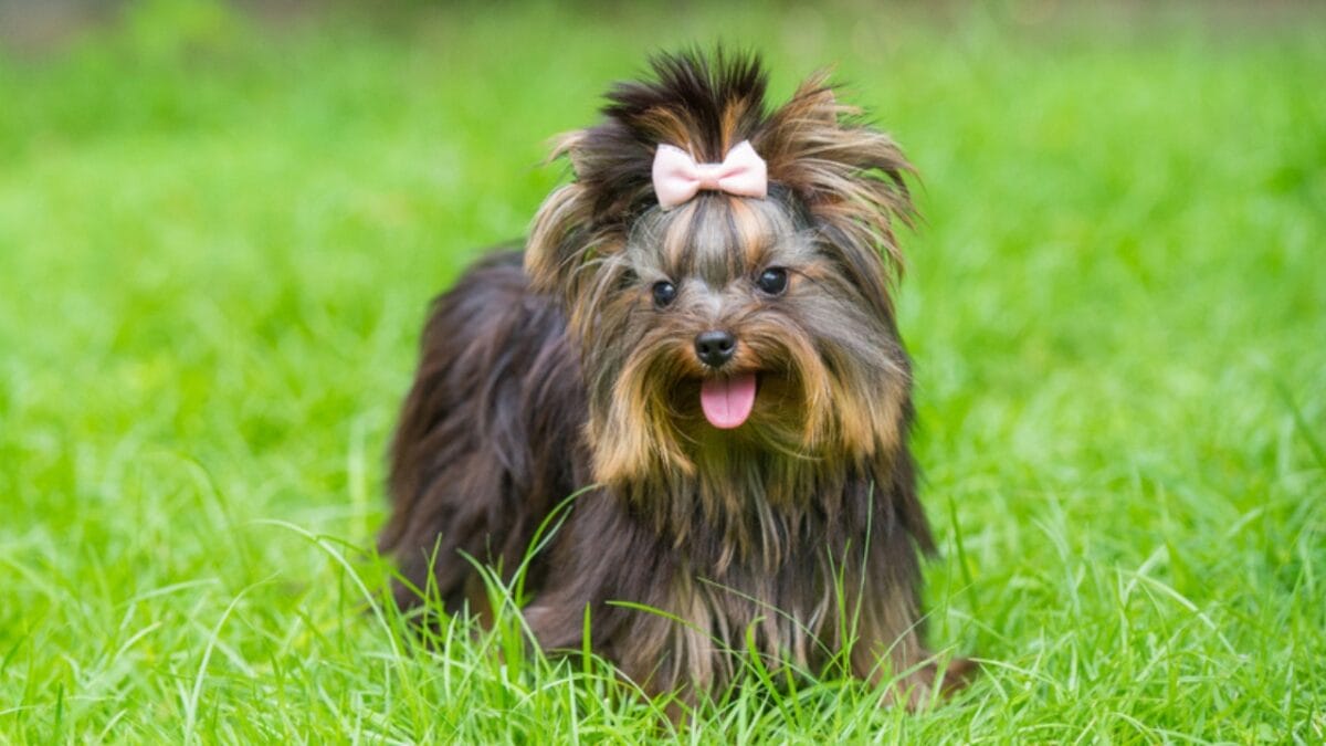 10 Adorable Teacup Dog Breeds - teacup yorkshire ss1445232938