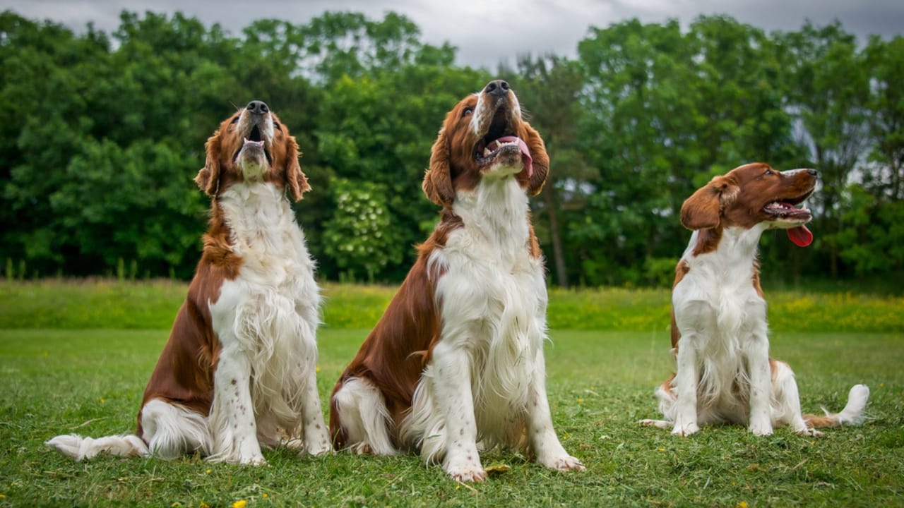 10 Reasons Why the Welsh Springer Spaniel's 500-Year History is Remarkable - three welsh springer spaniel dog sitting ss144114925