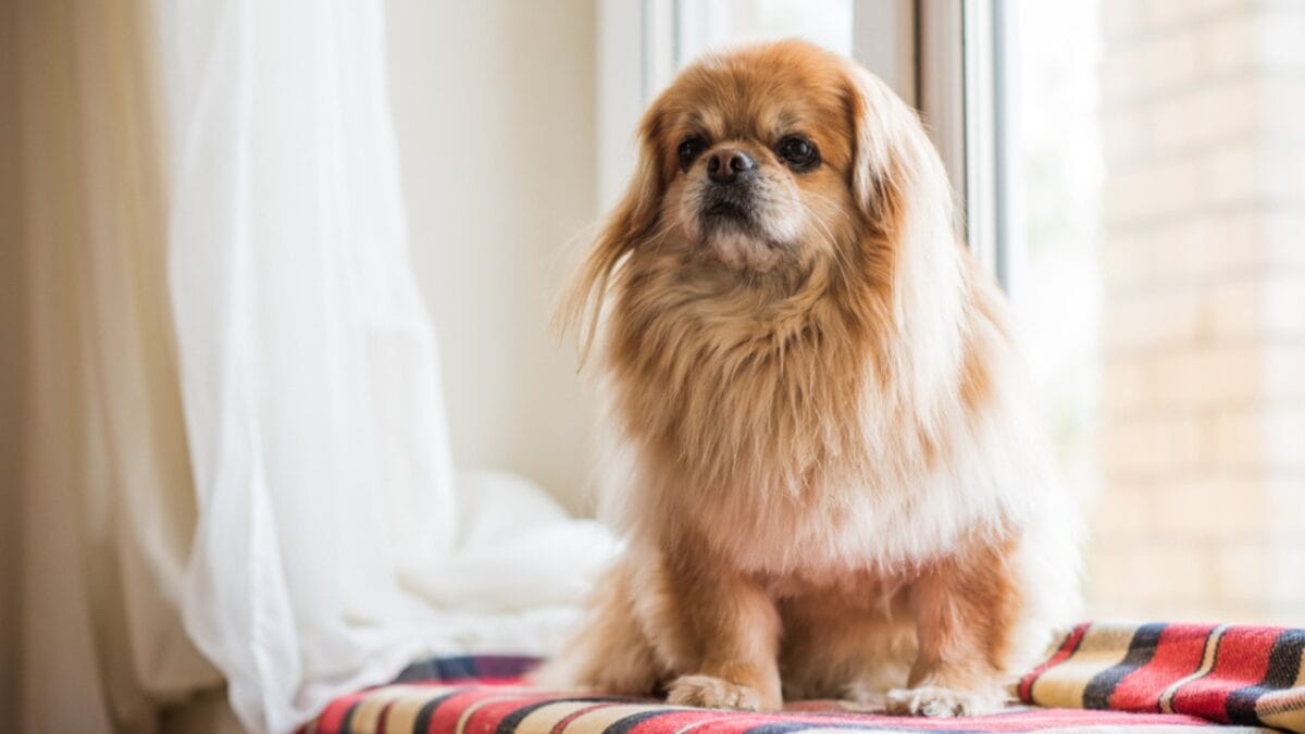 10 Centuries-Old Ways the Tibetan Spaniel Protected Temples & Its People - tibetan spaniel home ss1320702161