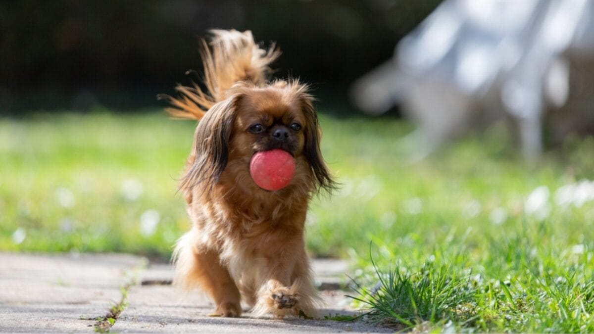 10 Centuries-Old Ways the Tibetan Spaniel Protected Temples & Its People - tibetan spaniel playful ss2266061251