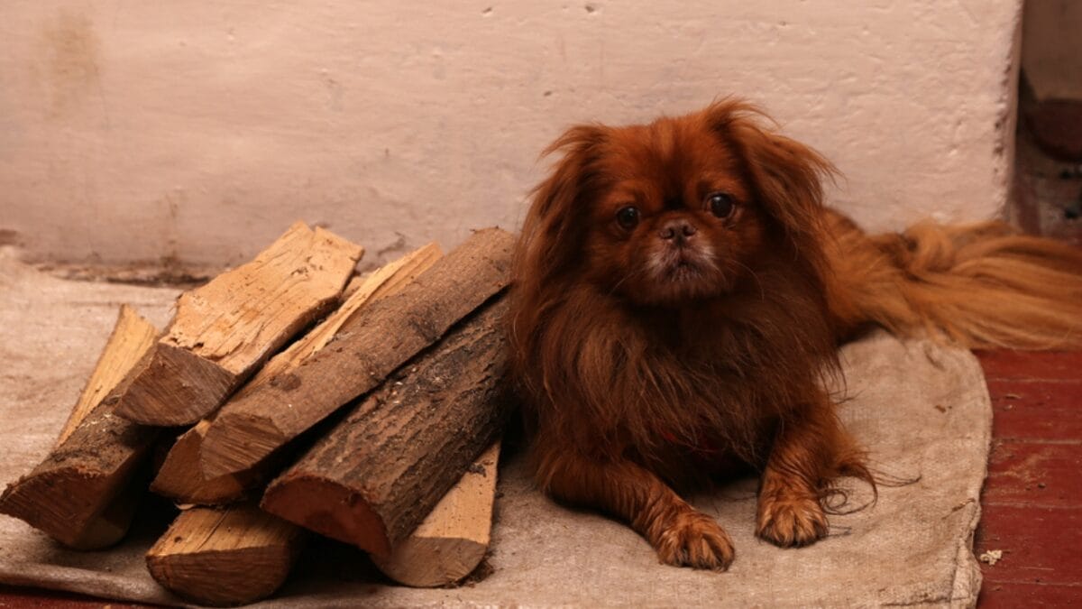 10 Centuries-Old Ways the Tibetan Spaniel Protected Temples & Its People - tibetan spaniel survival ss1858043503