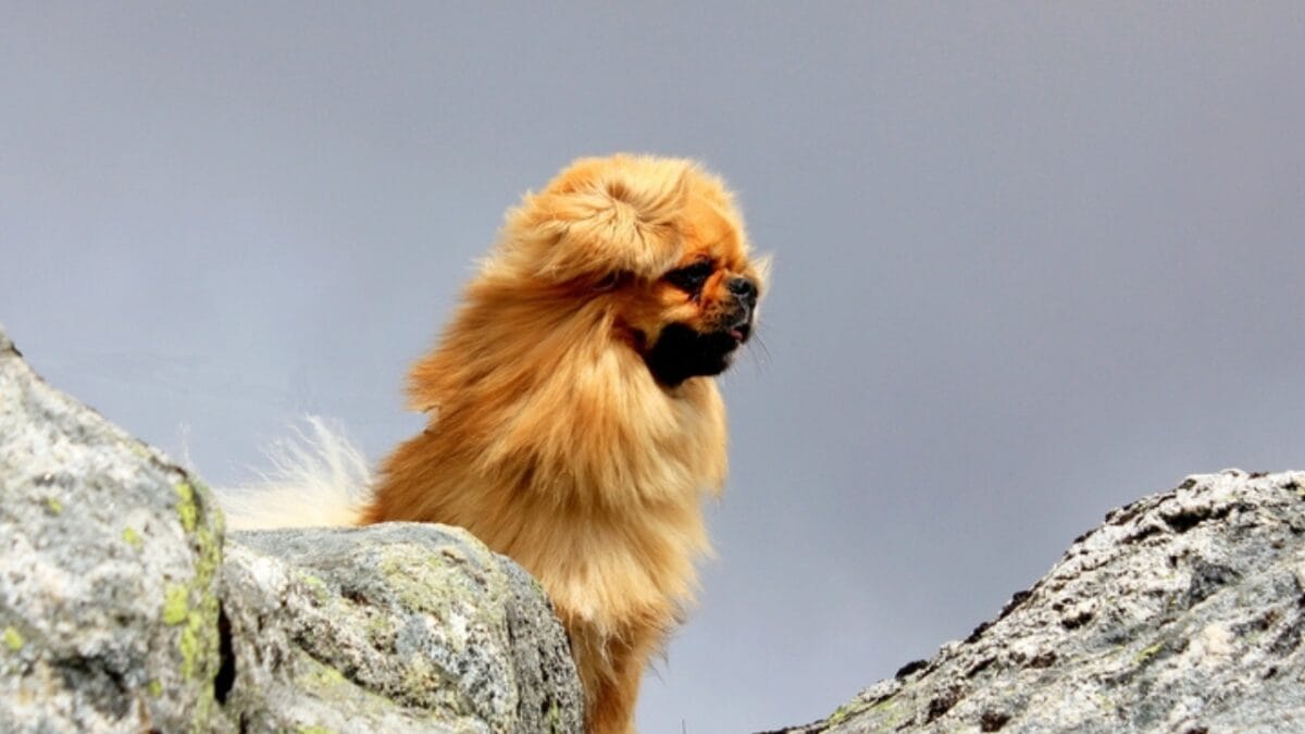 10 Centuries-Old Ways the Tibetan Spaniel Protected Temples & Its People - tibetan spaniel watchdog ss352819271