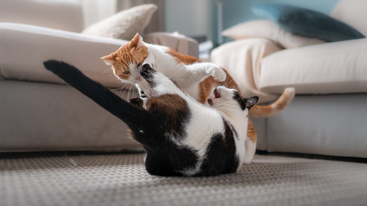 Double Trouble or Twice the Love? Deciding between One Cat or Two - two cats fighting dp381615986