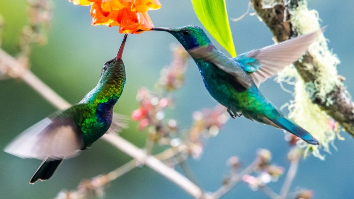 5 Snacks to Supplement Your Hummingbird's Diet Instead of Sugar Water - two giant hummingbird dp473683138