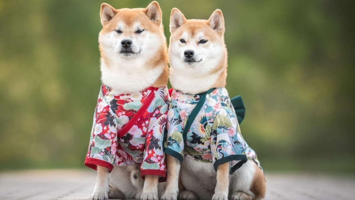 10 Heartwarming Dog Breeds from Japan You Didn’t Know You Needed in Your Life - two shiba inu ss2354294757