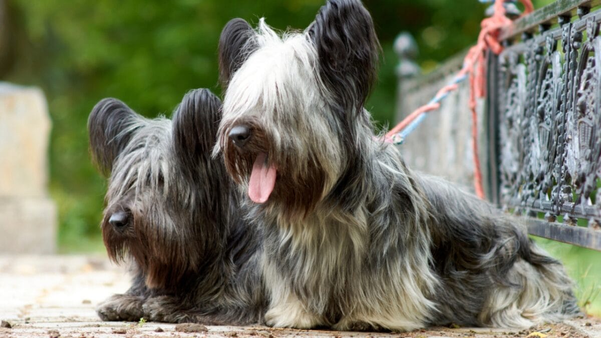 9 Skye Terrier Traits to Help You Choose the Right Dog - two skye terrier dog with leash ss1877792902