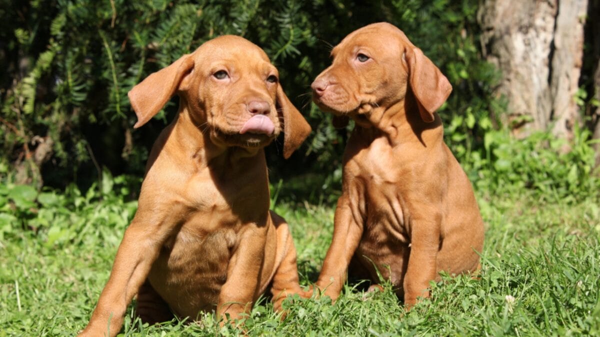 Raising a Vizsla: Hungary's Most Sought-After Dog Being Stolen From Shelters - two vizsla puppy ss60577204