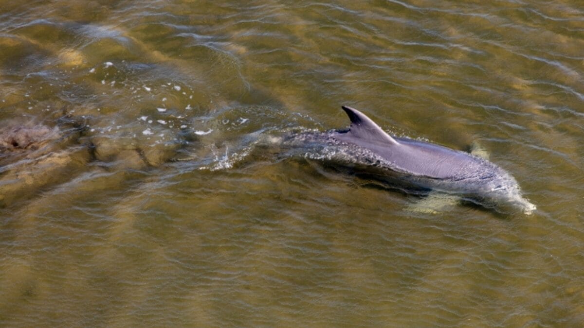 Only 10 Remaining: World's Smallest Porpoise Teeters on the Brink of Extinction - vaquita survival ss2406060171
