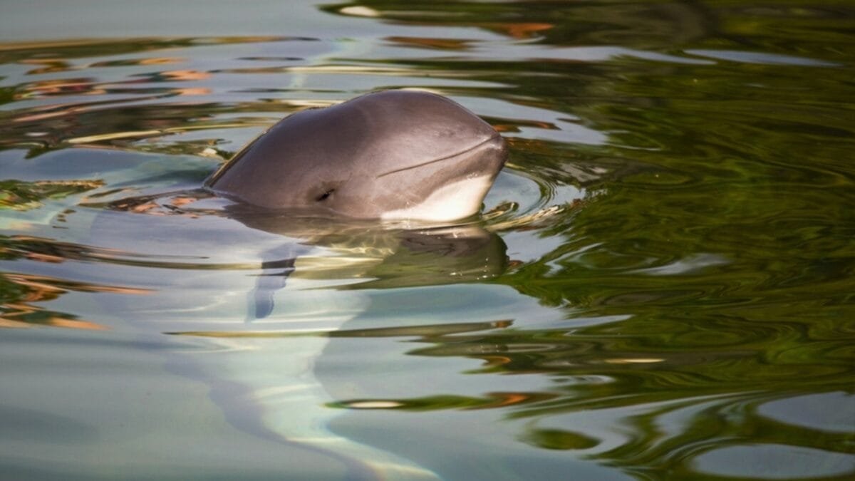 10 of the Rarest Animals on Earth - vaquita swimming ss2406060169