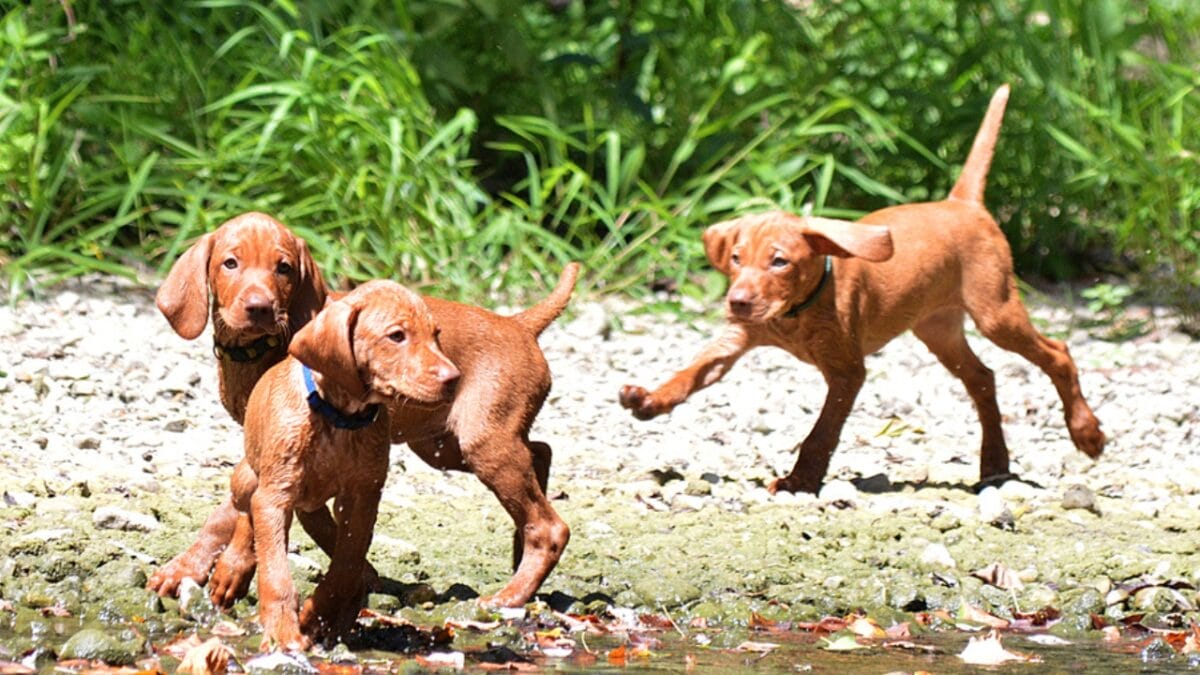 Raising a Vizsla: Hungary's Most Sought-After Dog Being Stolen From Shelters - vizsla puppy socialize ss1927319558