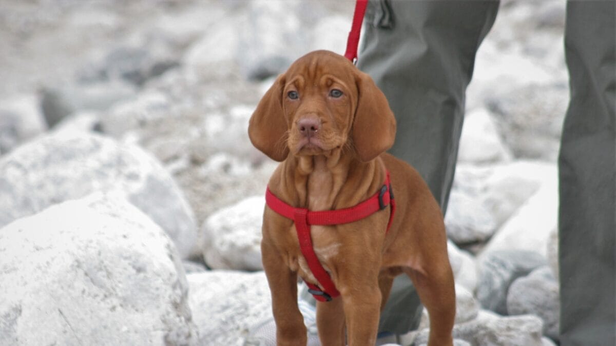 Raising a Vizsla: Hungary's Most Sought-After Dog Being Stolen From Shelters - vizsla puppy walk ss1867461148