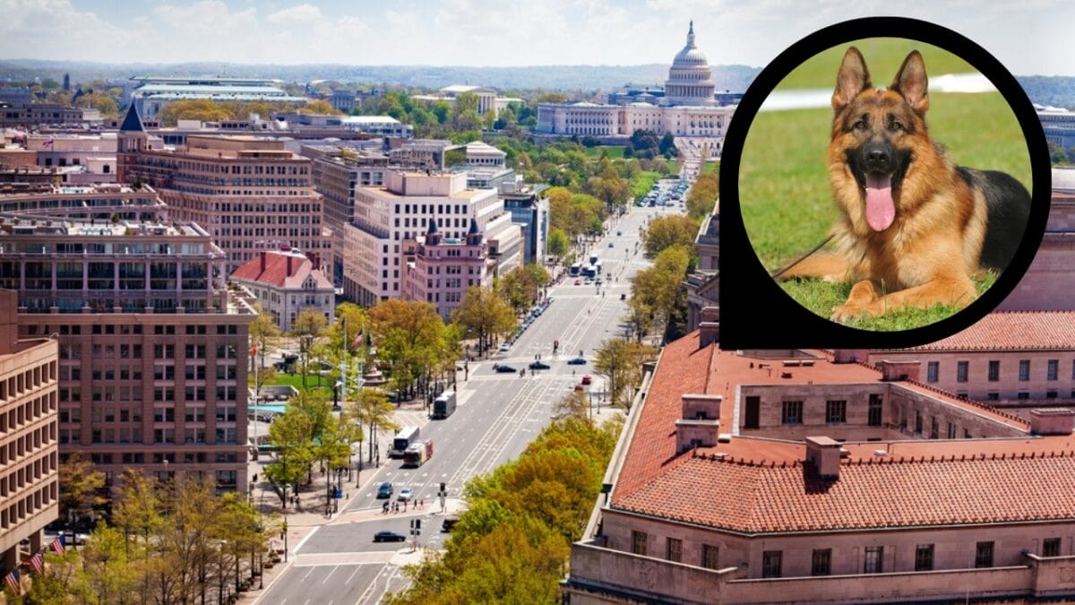 15 American Cities With the Cutest Dogs - washington dc ss1815261509 dp3391019