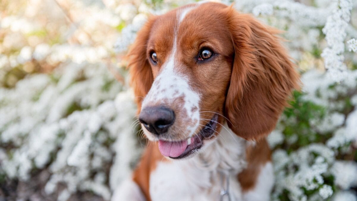 10 Reasons Why the Welsh Springer Spaniel's 500-Year History is Remarkable - welsh springer spaniel dog closeup face flowers ss1723558408