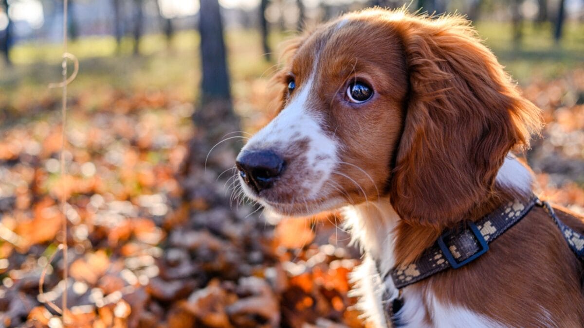 10 Reasons Why the Welsh Springer Spaniel's 500-Year History is Remarkable - welsh springer spaniel dog face ss1681500940