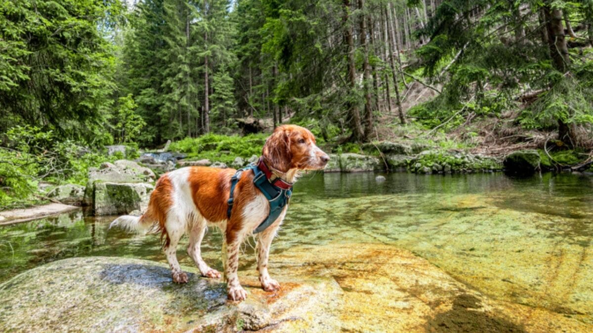 10 Reasons Why the Welsh Springer Spaniel's 500-Year History is Remarkable - welsh springer spaniel dog hiking ss1792976173
