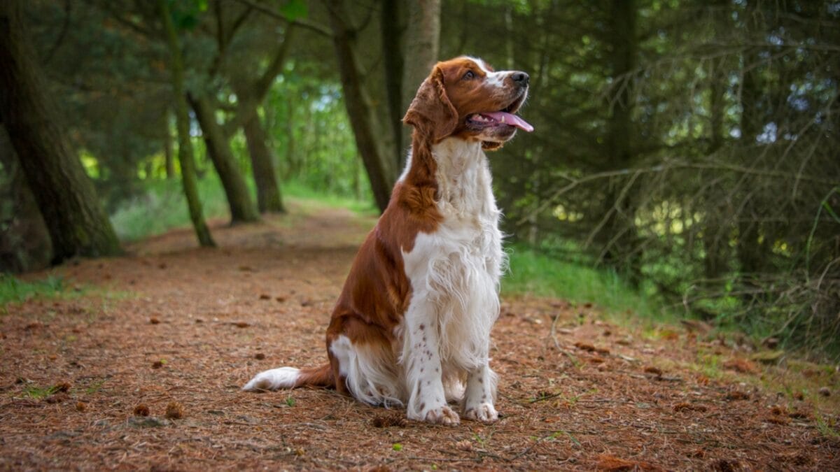 10 Reasons Why the Welsh Springer Spaniel's 500-Year History is Remarkable - welsh springer spaniel dog sitting forest ss144114967