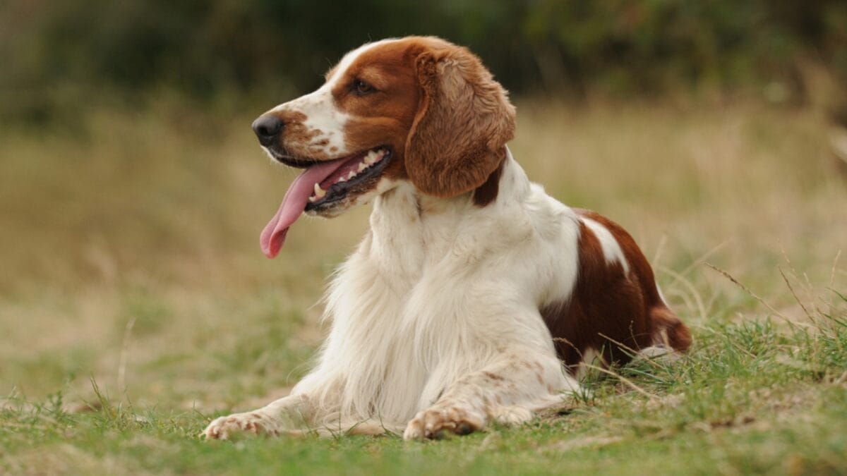 10 Reasons Why the Welsh Springer Spaniel's 500-Year History is Remarkable - welsh springer spaniel dog sitting side grass ss754271593