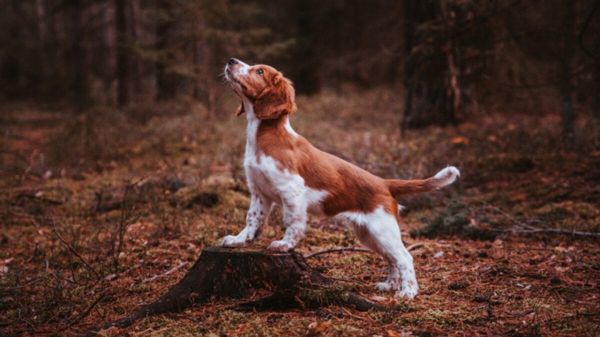 10 Reasons Why the Welsh Springer Spaniel's 500-Year History is Remarkable - welsh springer spaniel dog standing on tree stump ss1576414333