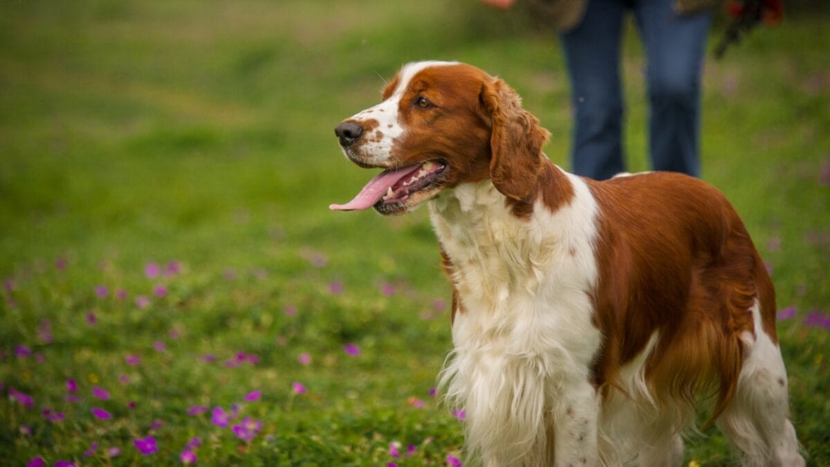 10 Reasons Why the Welsh Springer Spaniel's 500-Year History is Remarkable - welsh springer spaniel dog standing side flowers ss144115018