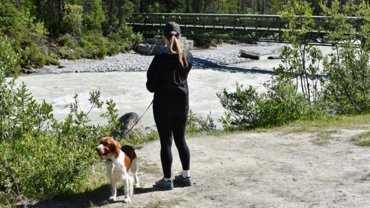 10 Reasons Why the Welsh Springer Spaniel's 500-Year History is Remarkable - welsh springer spaniel dog with woman ss2328078873