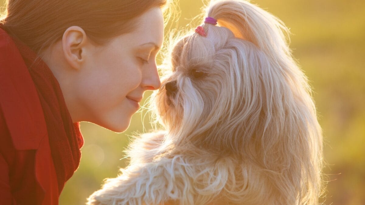 9 Shih Tzu Tips Every New Dog Parent Needs to Know - woman kissing shih tzu dog ss193707275