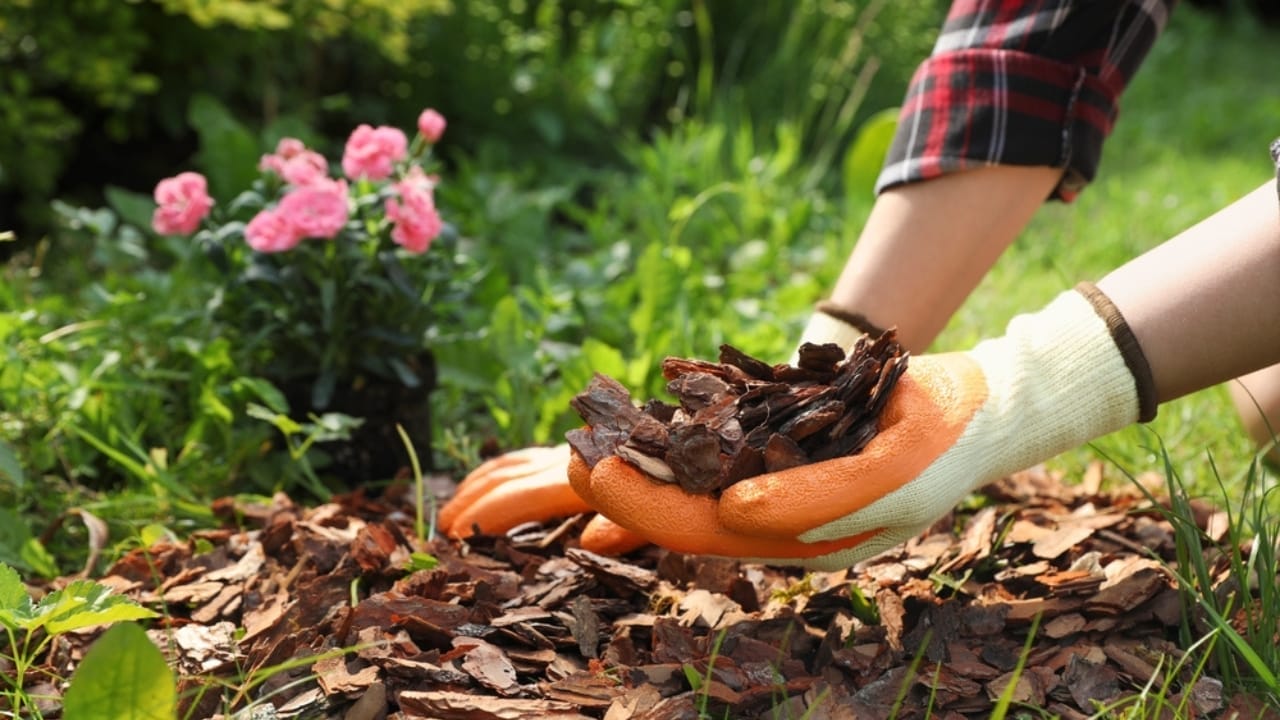 20 Ways to Use Wood Chips in Your Garden & Homestead - woman mulching bark chips ss2361629841