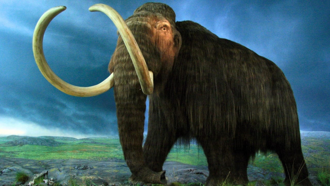 The Lazarus Effect: Could These 15 Extinct Creatures Walk the Earth Again? - woolly mammoth dp14388923