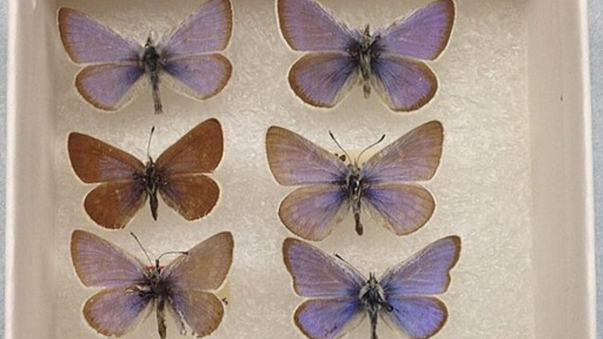 The Lazarus Effect: Could These 15 Extinct Creatures Walk the Earth Again? - xerxes blue butterfly wc