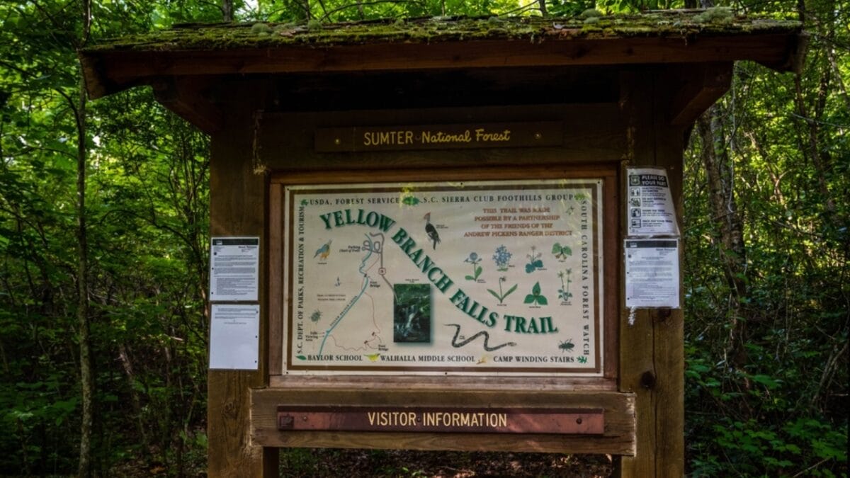 35 Dog Walking Trails That Prove USA Is a Dog's Paradise - yellow branch falls trail ss2464528919