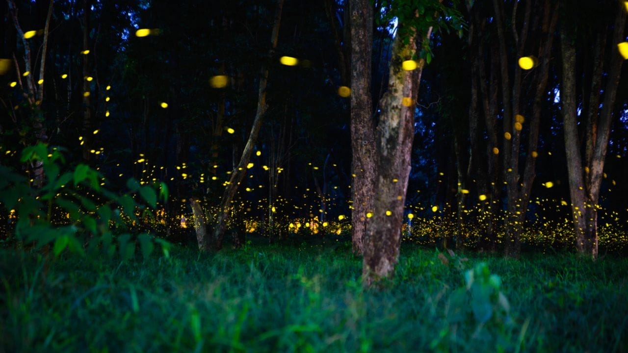10 Plants That Will Attract Fireflies to Your Yard - 10 Plants That Bring Fireflies Fluttering to Your Yard dp367005552