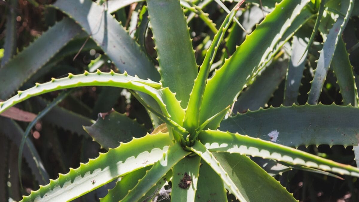 These 12 Long-Living Houseplants Have Been Thriving Indoors for Decades - Aloe Vera dp673333678