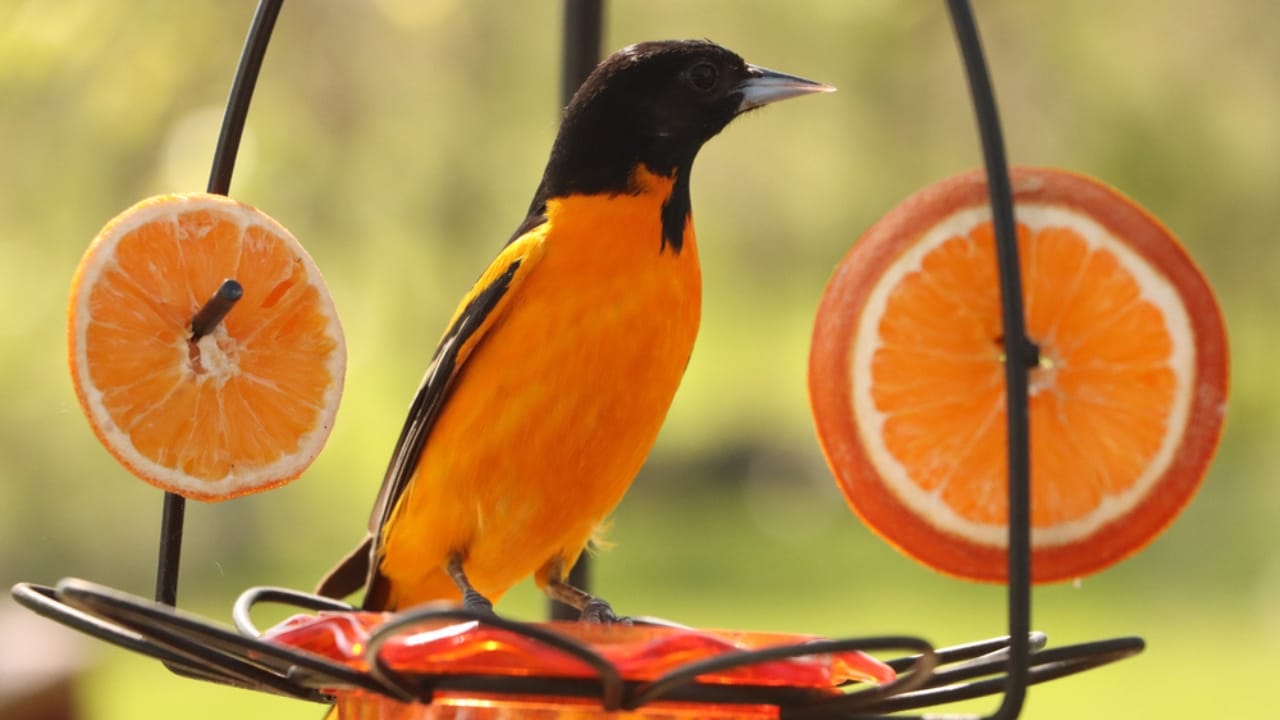 How to Transform an Ordinary Rake into a Backyard Oriole Bird Feeder  - Baltimore Oriole bird eating jelly ss1728803284