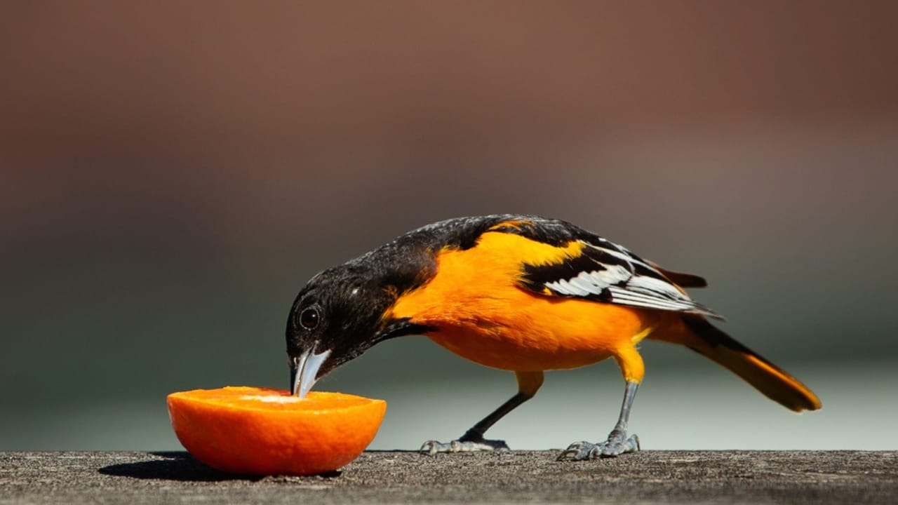 How to Transform an Ordinary Rake into a Backyard Oriole Bird Feeder  - Baltimore Oriole eating an orange ss1432983101