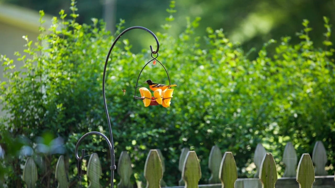 How to Transform an Ordinary Rake into a Backyard Oriole Bird Feeder  - Baltimore oriole feeder with oranges 2497156593