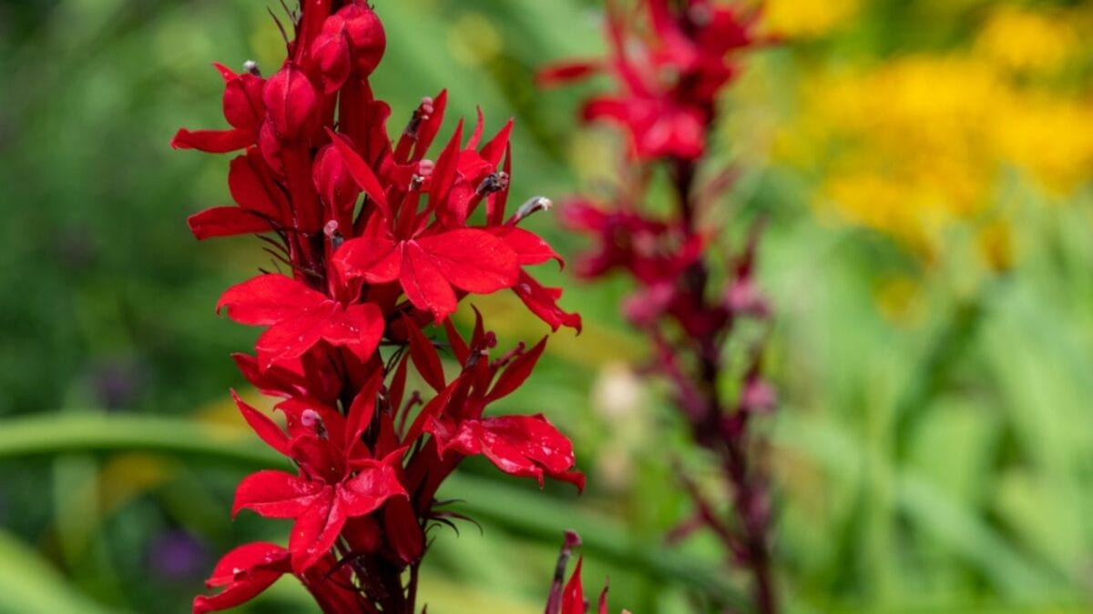 10 Plants That Will Attract Fireflies to Your Yard - Cardinal Flower dp432210262
