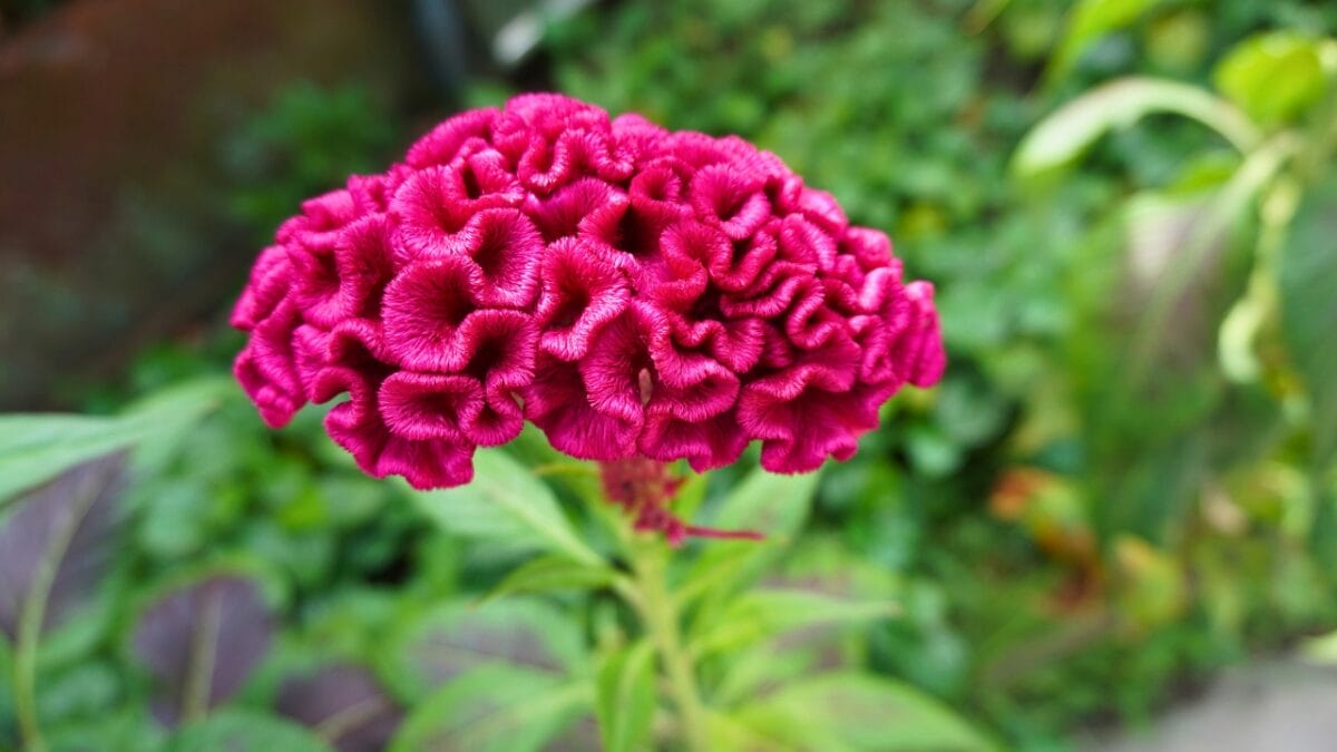 15 of the Best Cut & Come Again Flowers for Continuous Blooms - Celosia Celosia argentea ss2321244729