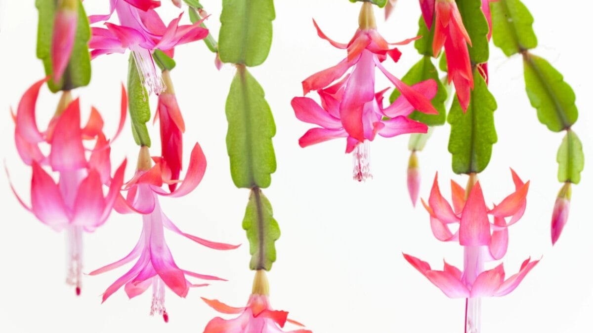 11 Succulents That are a Breeze for Beginners to Grow - Christmas Cactus dp4261069