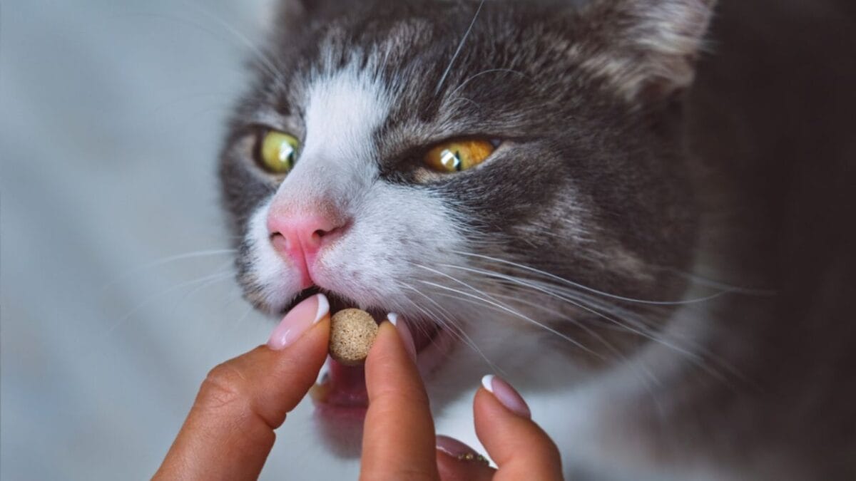 15 Foods That Can Help Your Sick Cat Start Eating Again - Commercial Appetite Stimulants dp521363302