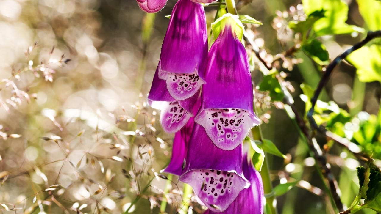 25 Hardy Outdoor Plants for Your Shady Garden Oasis - Foxglove Digitalis dp27783255