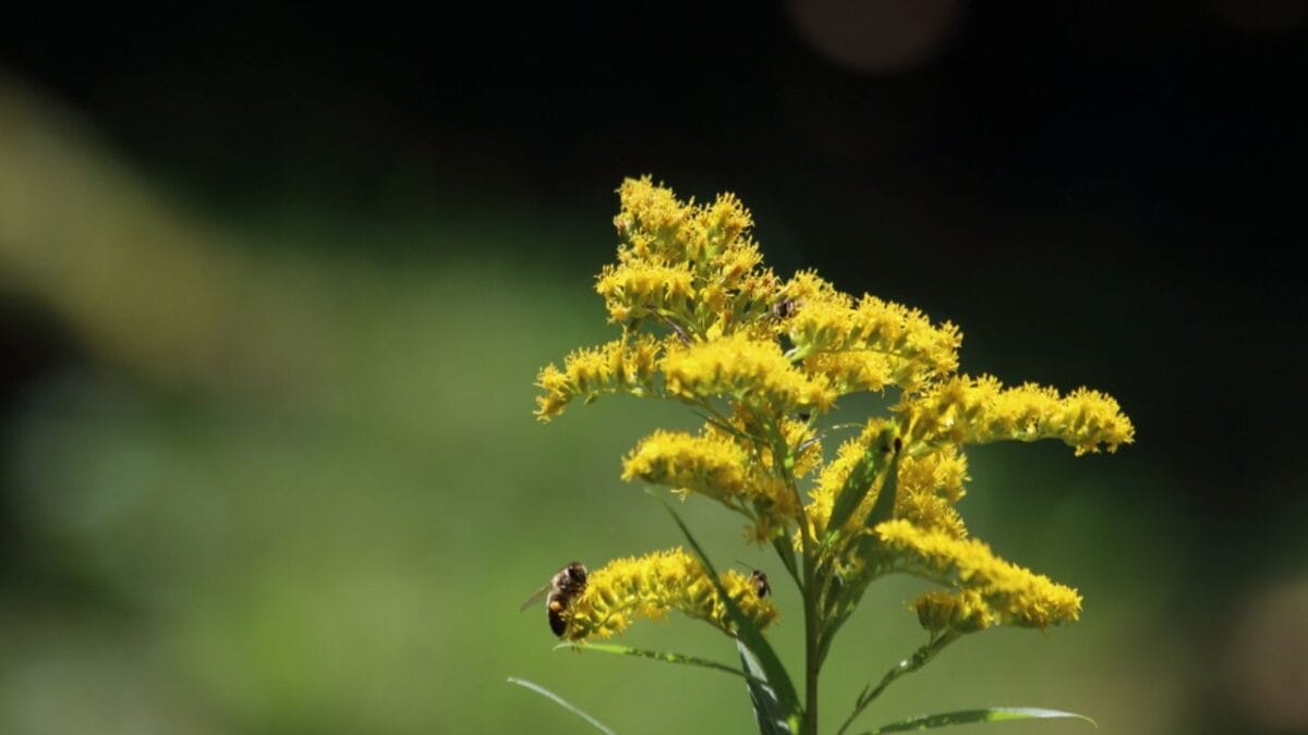 10 Plants That Will Attract Fireflies to Your Yard - Goldenrod dp672087066