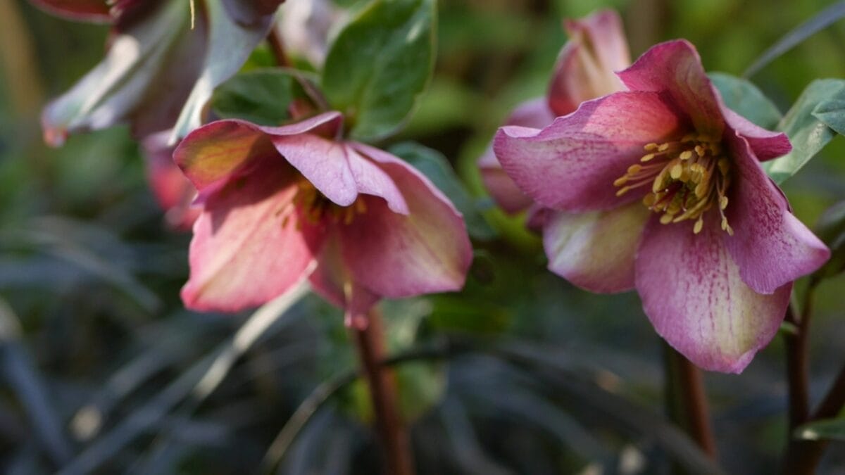 25 Hardy Outdoor Plants for Your Shady Garden Oasis - Hellebore Winters Rose dp446548168