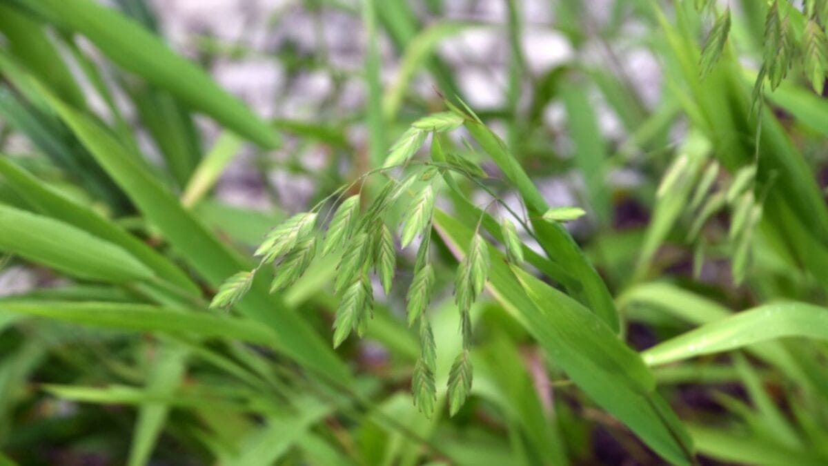 10 Plants That Will Attract Fireflies to Your Yard - Inland Sea Oats ss1153908373
