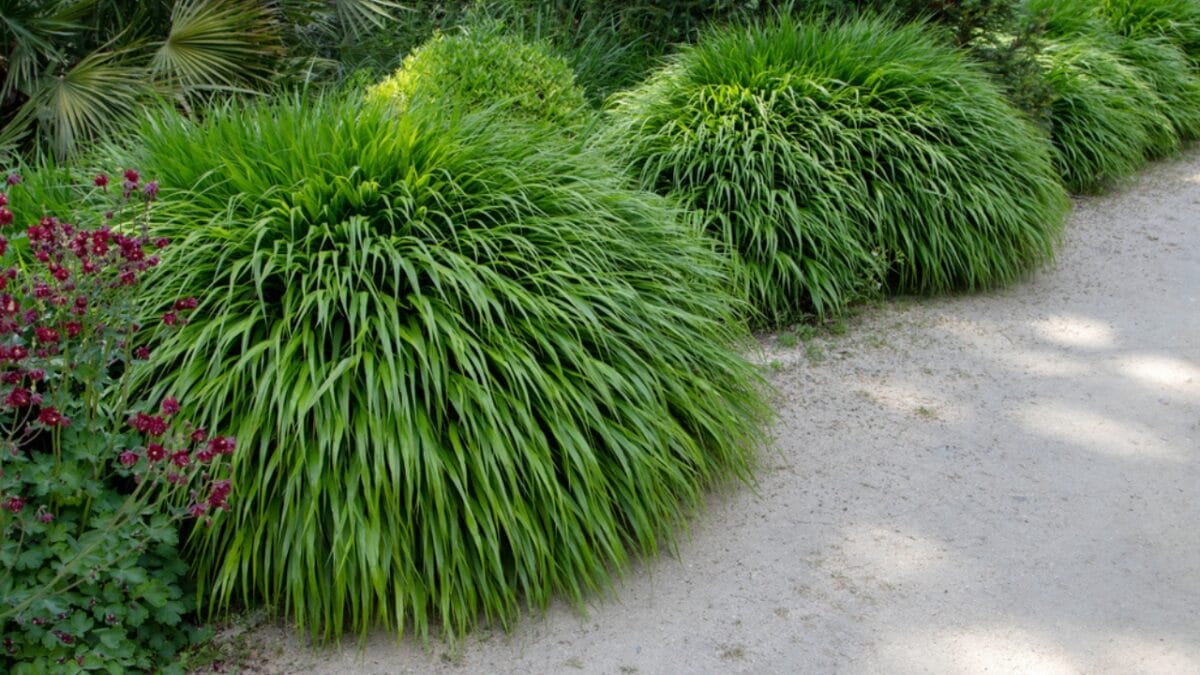 25 Hardy Outdoor Plants for Your Shady Garden Oasis - Japanes fores Grass Graceful Texture dp571255450