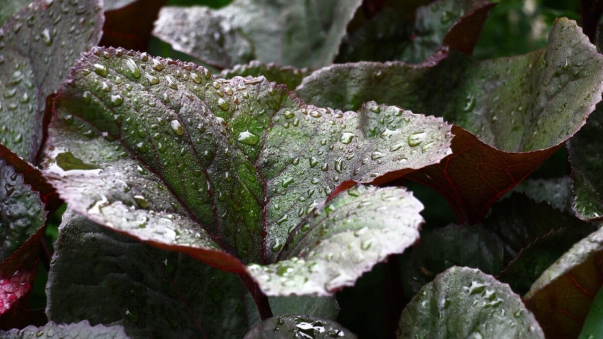 25 Hardy Outdoor Plants for Your Shady Garden Oasis - Ligularia Bold Foliage Bright Flowers dp271242030