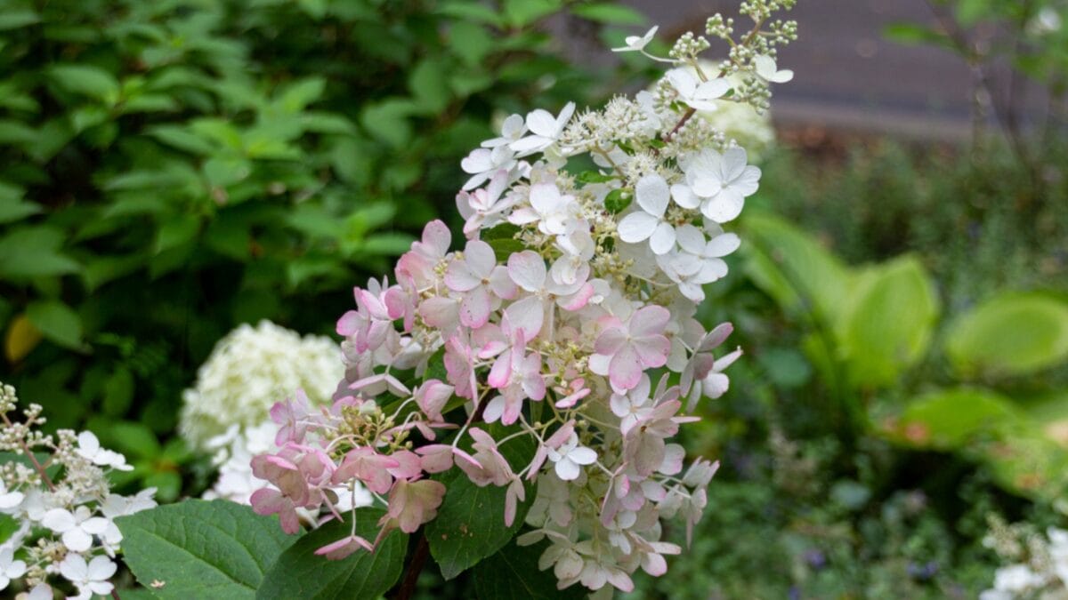 25 Hardy Outdoor Plants for Your Shady Garden Oasis - Oakleaf Hydrangea Shrub for Shade dp476255656