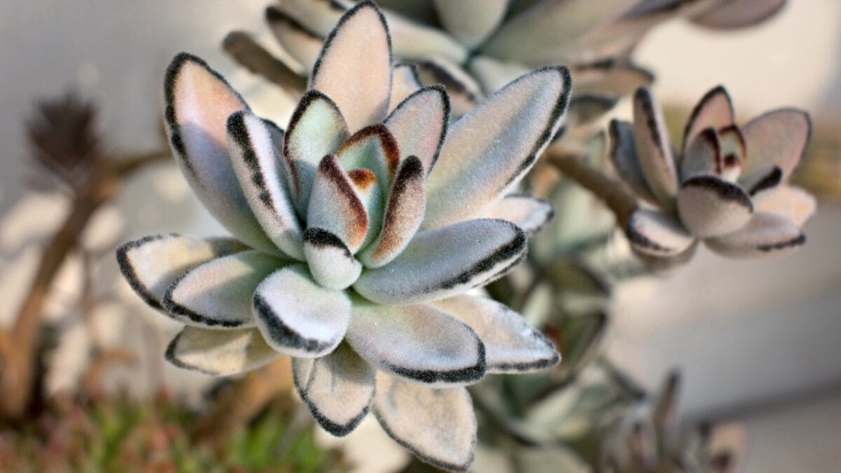 11 Succulents That are a Breeze for Beginners to Grow - Panda Plant dp10765752